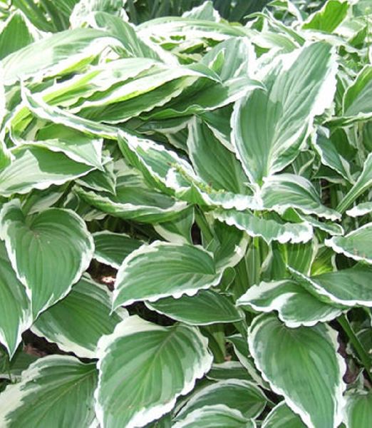Hosta fortunei 'Albo Marginata'
